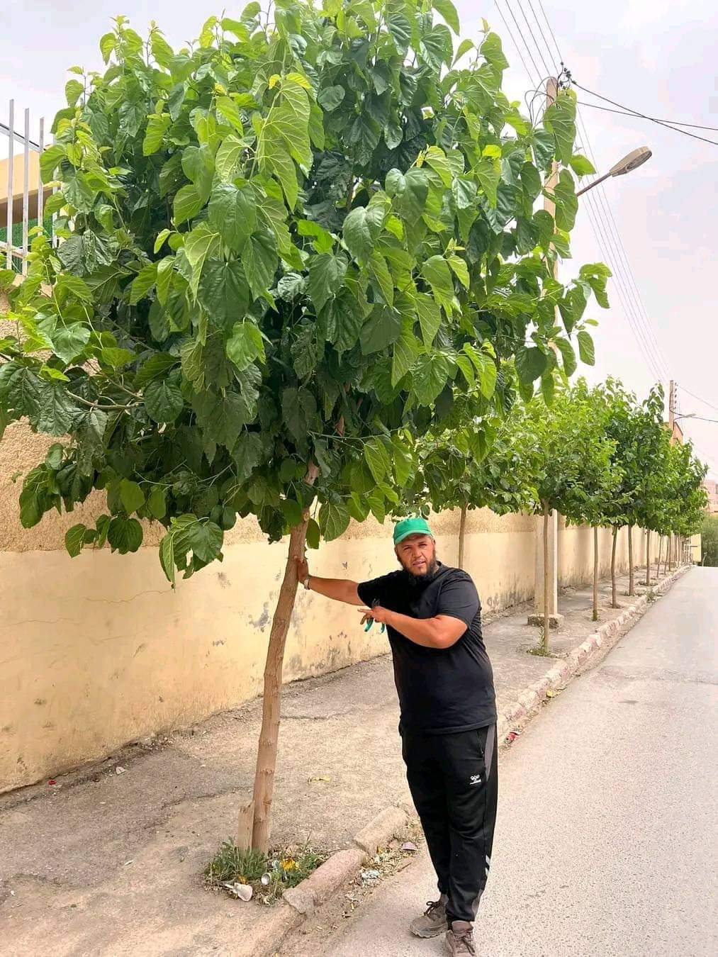 تعرف على اهم الأشجار في الصيف