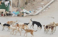 برلمانية تحذر من داء الكلب وتطالب الحكومة بوضع خطة مواجهة