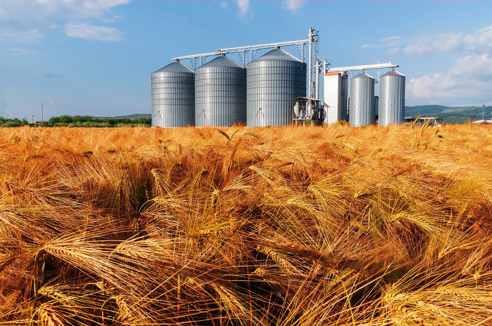 التموين: اليوم فتح جميع نقاط استلام وتوريد القمح المحلي المنتج هذا العام بالمحافظات