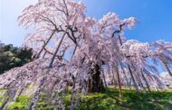 روعة فصل الربيع في اليابان وقد أزهرت أشجار الساكورا