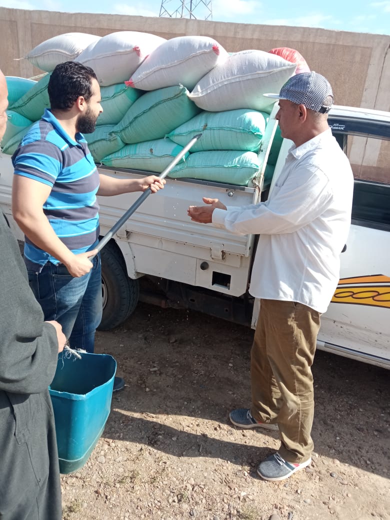 البنك الزراعي المصري يبدأ استلام محصول القمح من المزارعين والموردين
