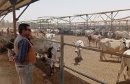 مصر تتعاقد علي 20 ألف رأس ماشية من عدة مناشئ تمهيداً لضخها  بالمجمعات الاستهلاكية