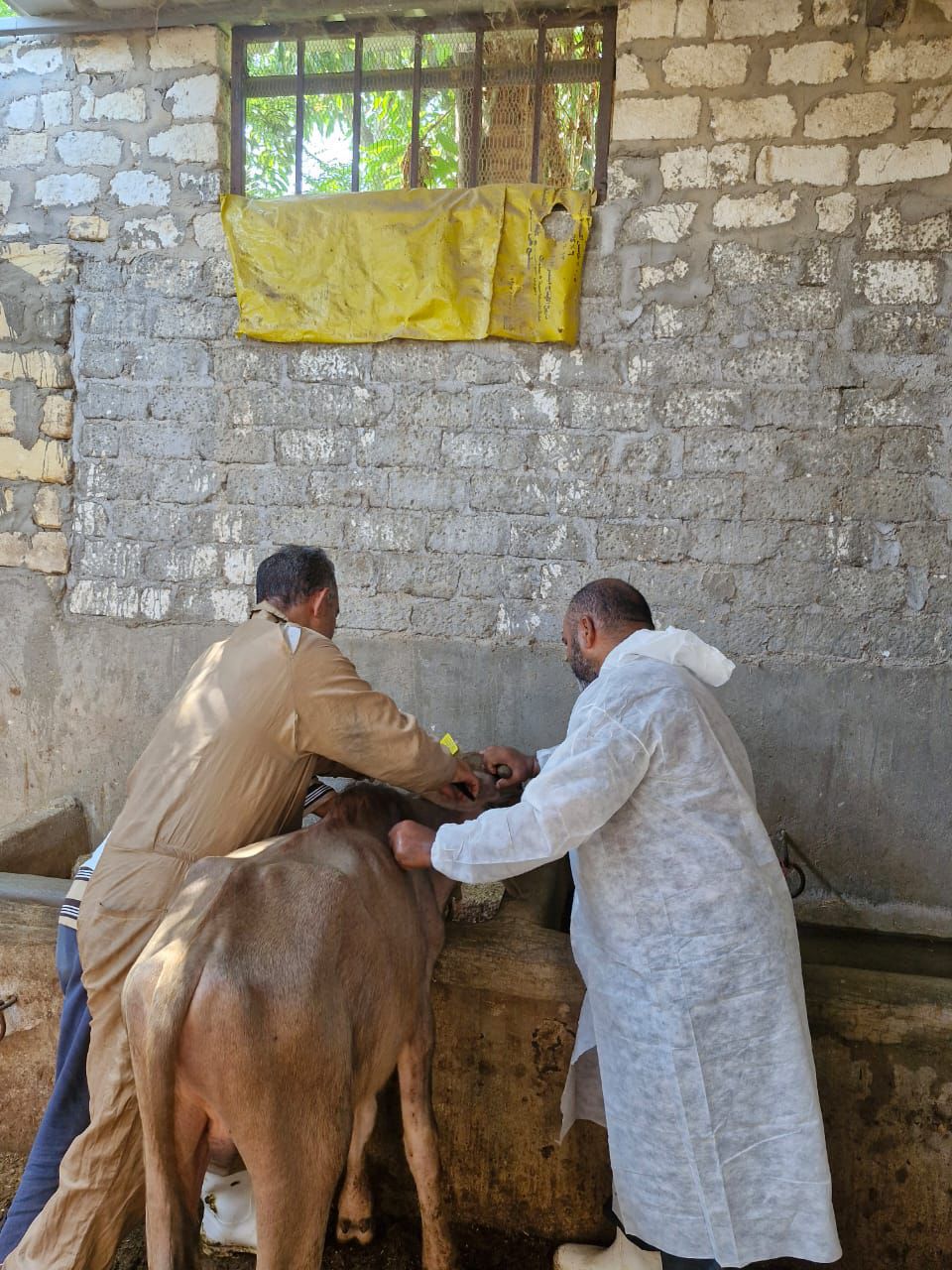 محافظ الإسماعيلية يتابع نشاط الطب البيطري للحفاظ على الثروة الحيوانية