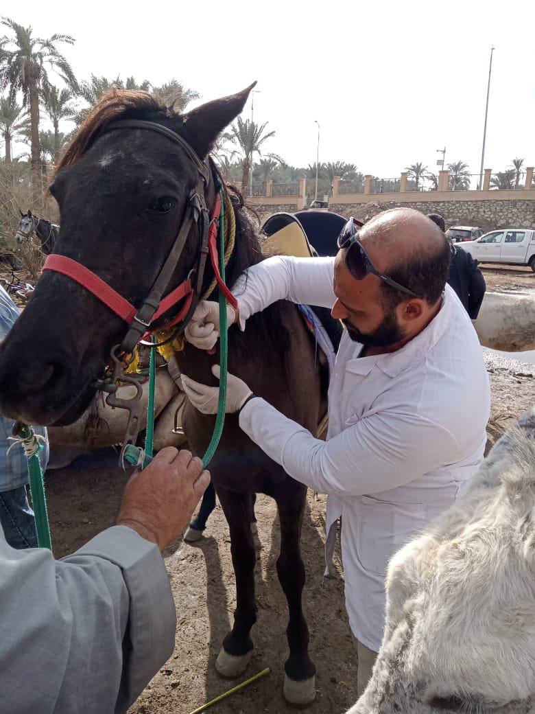 الزراعة تواصل رعاية الحيوانات الاليفة في المناطق الاثرية وتعالج وتفحص ١٧٧٢ راس من الخيال والابل بمنطقة سقارة في الهرم