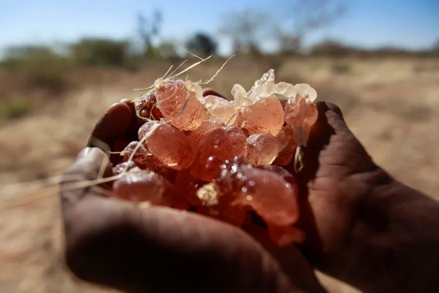 كيف يجري تهريب الصمغ العربي السوداني المستخدم في سلع شهيرة؟