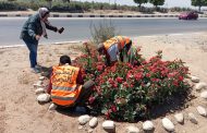 زراعة الزهور وتهذيب وقص المسطحات الخضراء بحدائق وميادين الإسماعيلية
