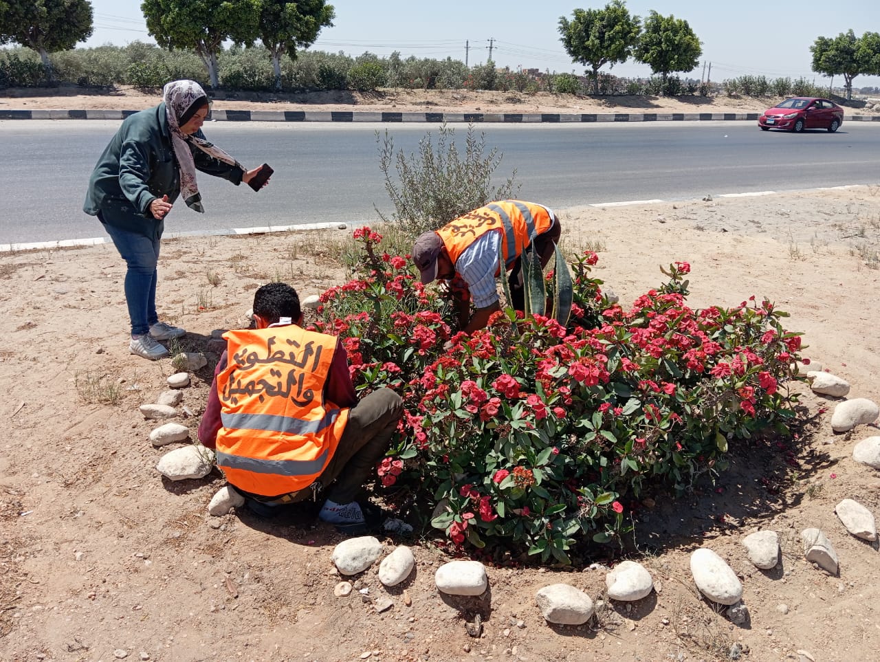 زراعة الزهور وتهذيب وقص المسطحات الخضراء بحدائق وميادين الإسماعيلية