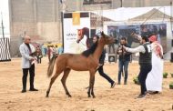 محطة الزهراء للخيول.. نواة لإنشاء صرح عالمي بالعاصمة الإدارية الجديدة