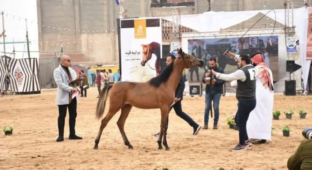 محطة الزهراء للخيول.. نواة لإنشاء صرح عالمي بالعاصمة الإدارية الجديدة
