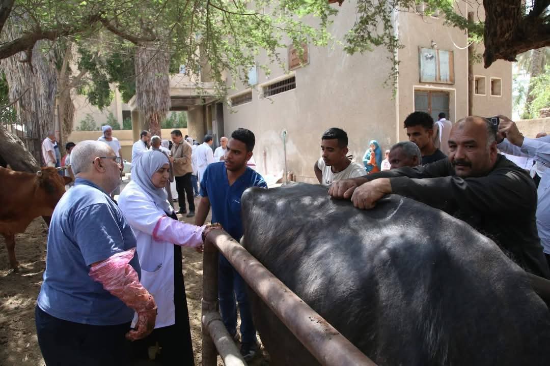 جامعة الفيوم: علاج 1045 حالة من الماشية بالمجان ضمن القافلة البيطرية بقرية الأعلام