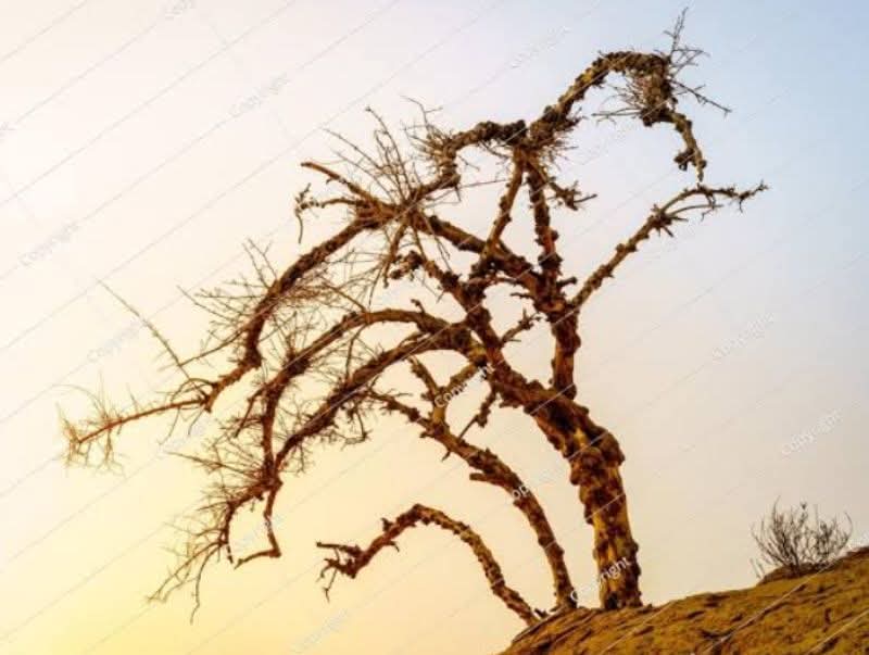 د.كمال يونس يكتب.. ذكريات يابسة
