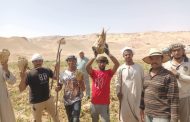 انطلاق موسم حصاد حصاد محصول بنجر السكر.. بانتاجية تصل الى ٣٥ طنا للفدان