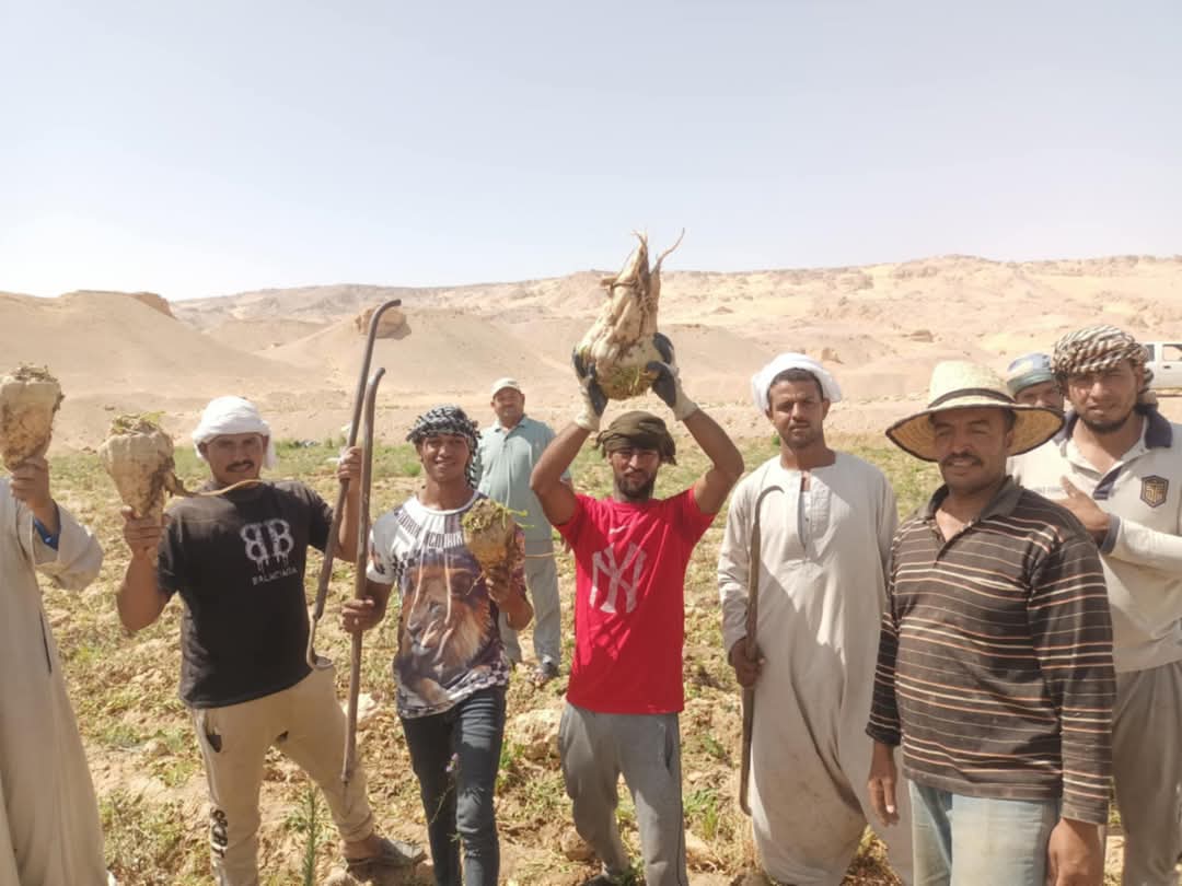 انطلاق موسم حصاد حصاد محصول بنجر السكر.. بانتاجية تصل الى ٣٥ طنا للفدان