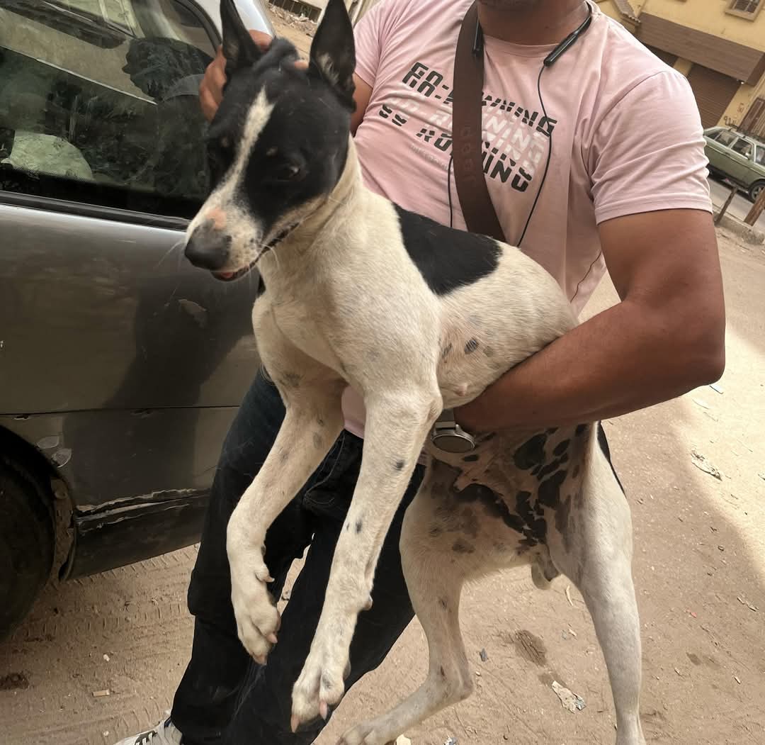 الطب البيطري بالإسماعيلية يطلق حملة مكثفة لتحصين الكلاب الضالة ضد مرض السعار