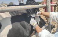 حملات بيطرية متكاملة بالمحافظات