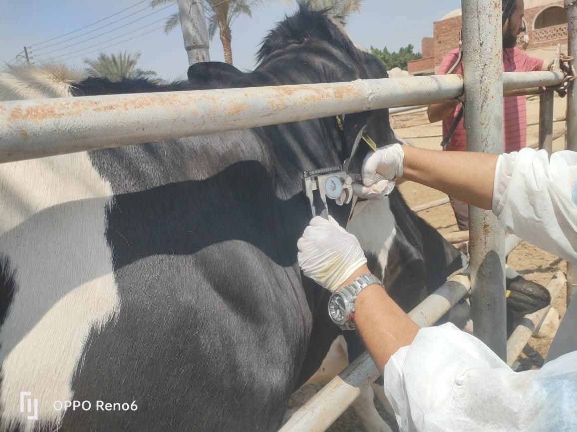 حملات بيطرية متكاملة بالمحافظات
