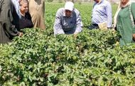 الزراعة تنفذ 453 ندوة إرشادية وتواصل المرور الميداني وتقديم الدعم الفني ل 7000 مزارع