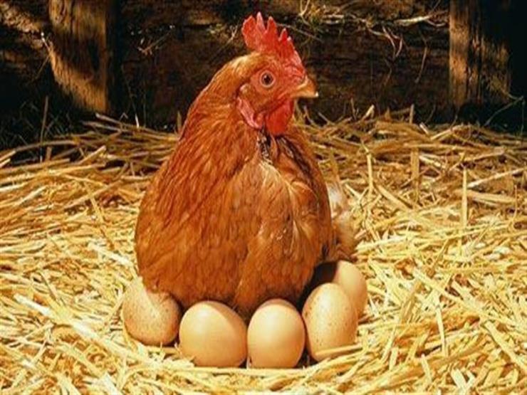 الدجاج يبيض أكثر.. بدواء شائع لمرضى السكر..!!