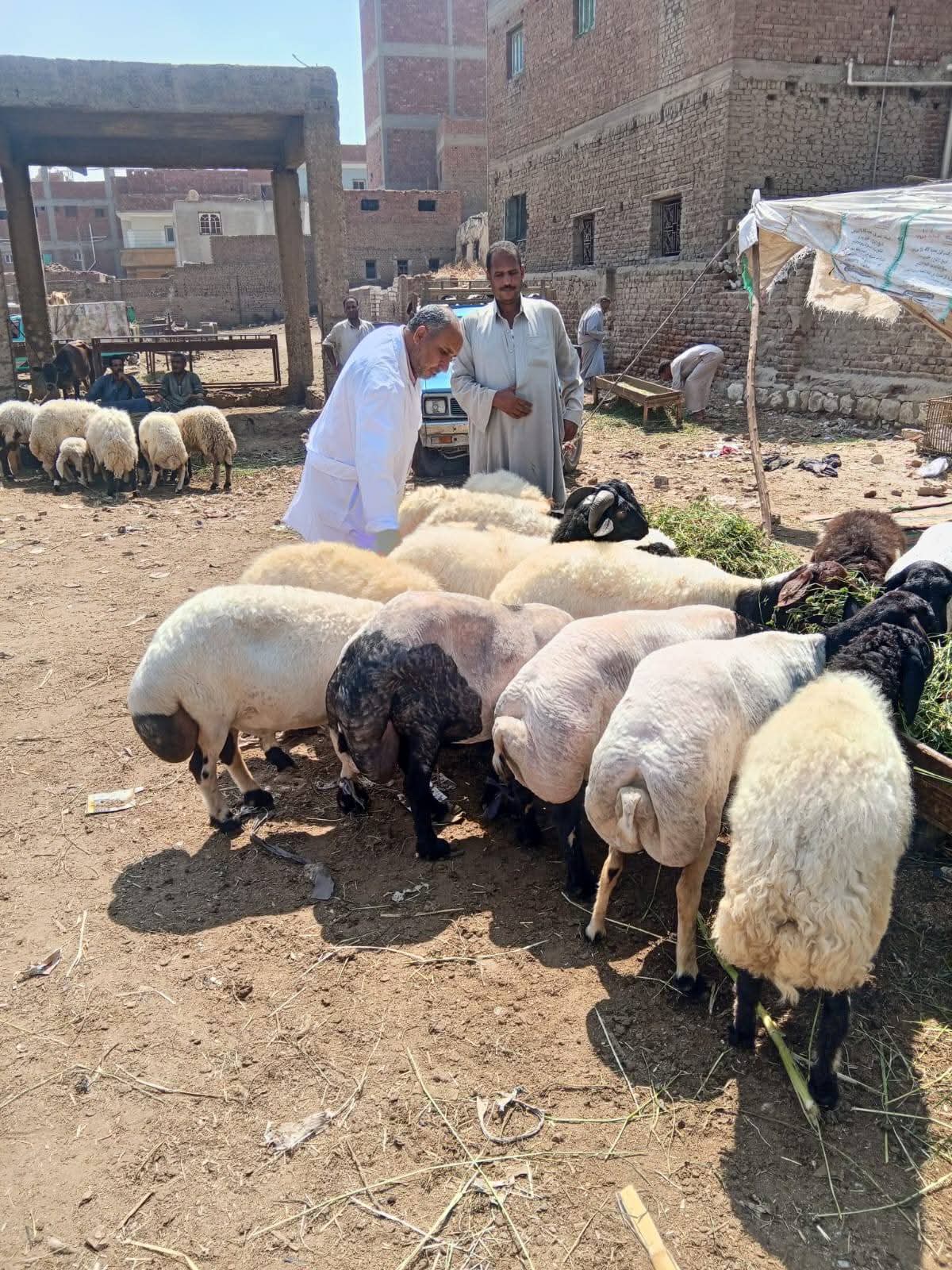 الزراعة تطلق أعمال الحملة القومية لتحصين الماشية ضد مرضي الحمى القلاعية والوادي المتصدع