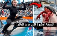 حسن الخباز يكتب.. خبايا اكتساح قصة جيسيكا التي التهمها حوت ربته واعتنت به لسنوات وسر اعتلائها التريند .. وهل القصة حقيقية فعلا ؟