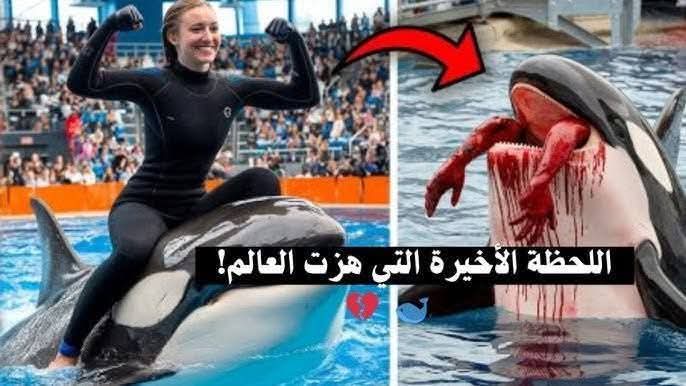 حسن الخباز يكتب.. خبايا اكتساح قصة جيسيكا التي التهمها حوت ربته واعتنت به لسنوات وسر اعتلائها التريند .. وهل القصة حقيقية فعلا ؟