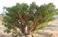 سبتمبر المقبل وبمشاركة مصرية.. عُمان تستضيف المؤتمر الدولي حول اللبان والنباتات الطبية