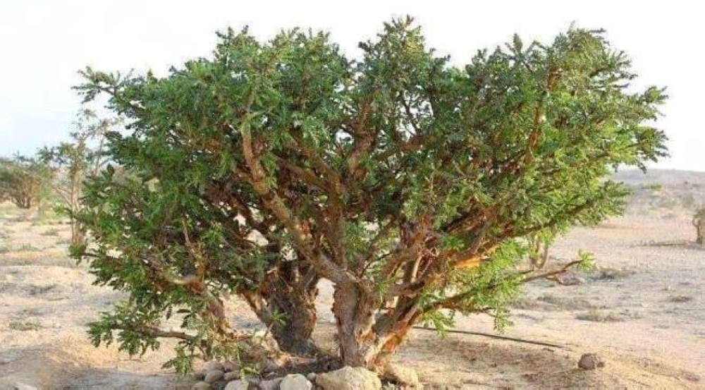 سبتمبر المقبل وبمشاركة مصرية.. عُمان تستضيف المؤتمر الدولي حول اللبان والنباتات الطبية