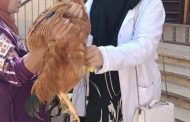 بيطرى كفرالشيخ ..تحصين عدد ٧٦٩٠٠ طائر متنوع بلقاحات الدواجن ضد الأمراض الوبائية