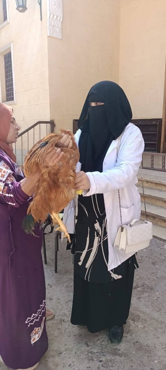 بيطرى كفرالشيخ ..تحصين عدد ٧٦٩٠٠ طائر متنوع بلقاحات الدواجن ضد الأمراض الوبائية