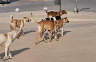                                     ورشةعمل عن الكلاب الضالة.  