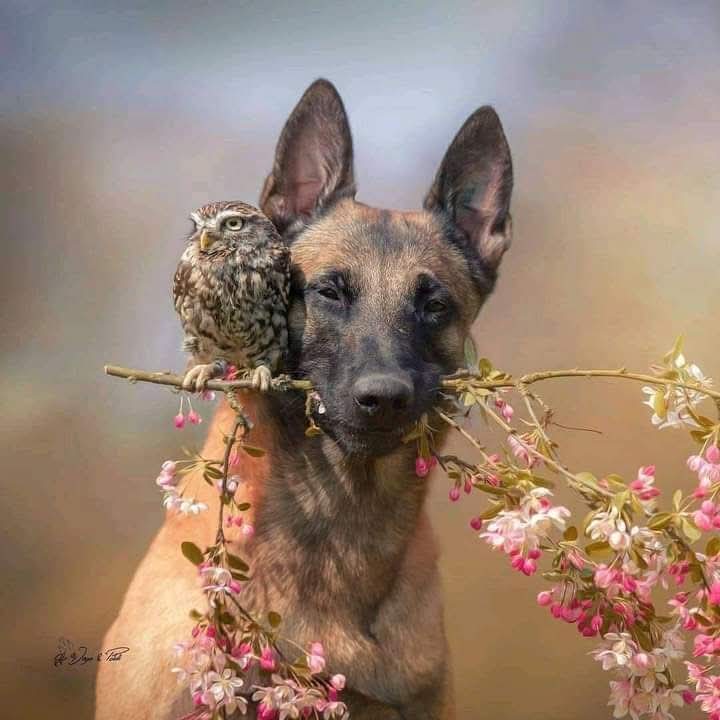 عفاف العرابى تكتب.. بوح شفيف
