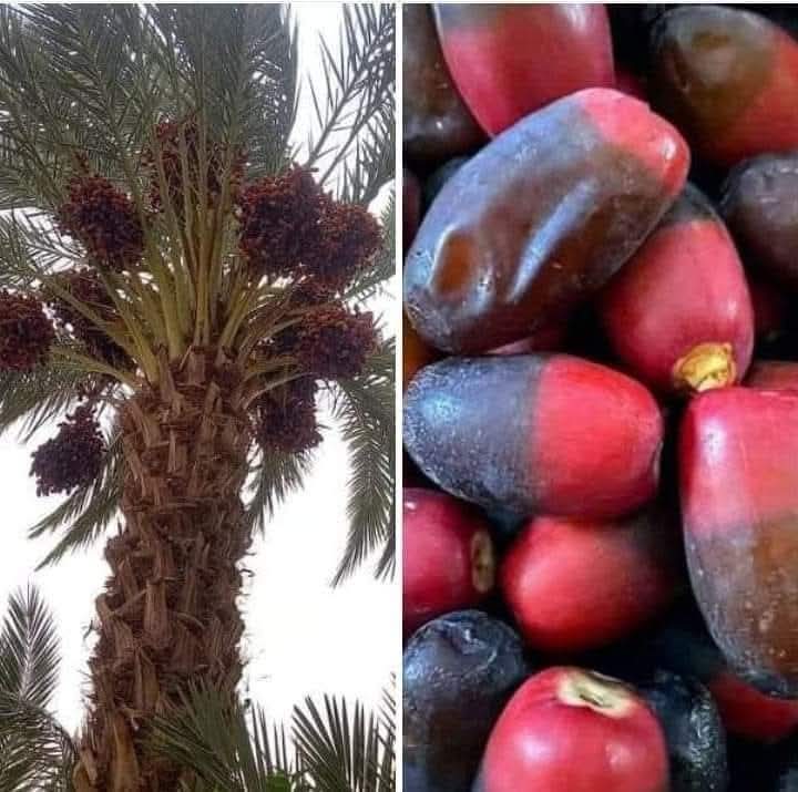 النخلة.. الشجرة التي تشبه الإنسان في كل شيء!