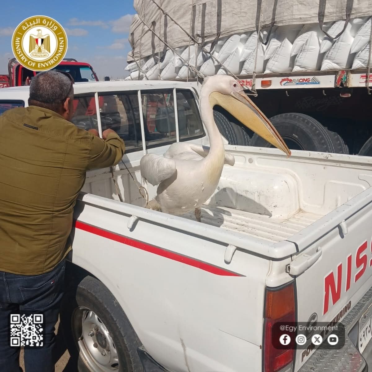 حملة عاجلة للبيئة لضبط ومصادرة طيور البجع المخالِفة بطريق السخنة