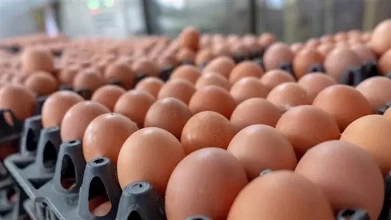 انخفاض أسعار البيض اليوم بالأسواق