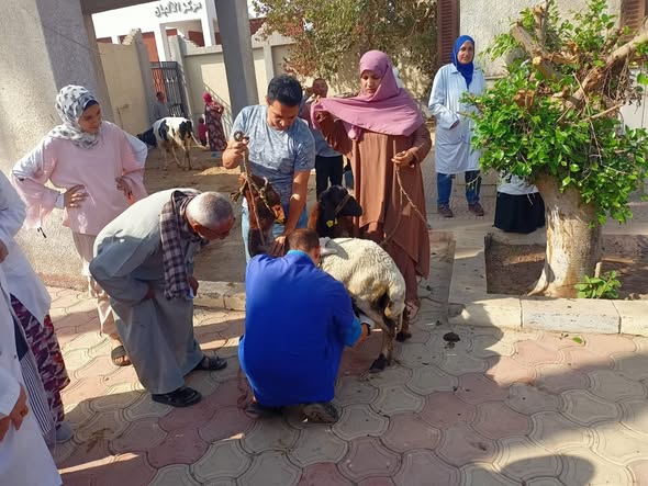 البحوث الزراعية.. يطلق 3 قوافل بيطرية مجانية في القليوبية لدعم صغار المربين بالتعاون مع صندوق التأمين على الثروة الحيوانية