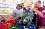 الوادى الجديد تطرح إنتاج الدورة الثانية من أسماك البلطي الحي والطازج
