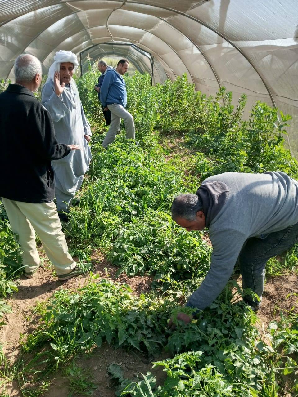 الزراعة.. تتابع موقف النمل الأبيض وتتفقد الزراعات الشتوية في محافظات الصعيد