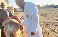 قوافل بيطرية مجانية بقرية السلام وعلاج ١٥١٤ حيوانا
