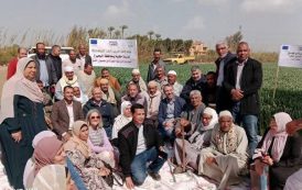 الزراعة تطلق سلسلة من المدارس الحقلية في محافظات الدلتا لتعزيز إنتاجية القمح