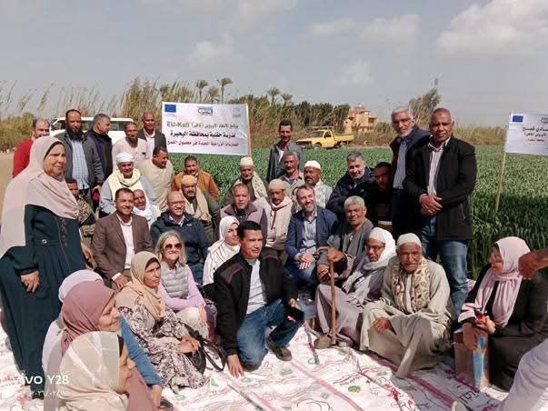 الزراعة تطلق سلسلة من المدارس الحقلية في محافظات الدلتا لتعزيز إنتاجية القمح