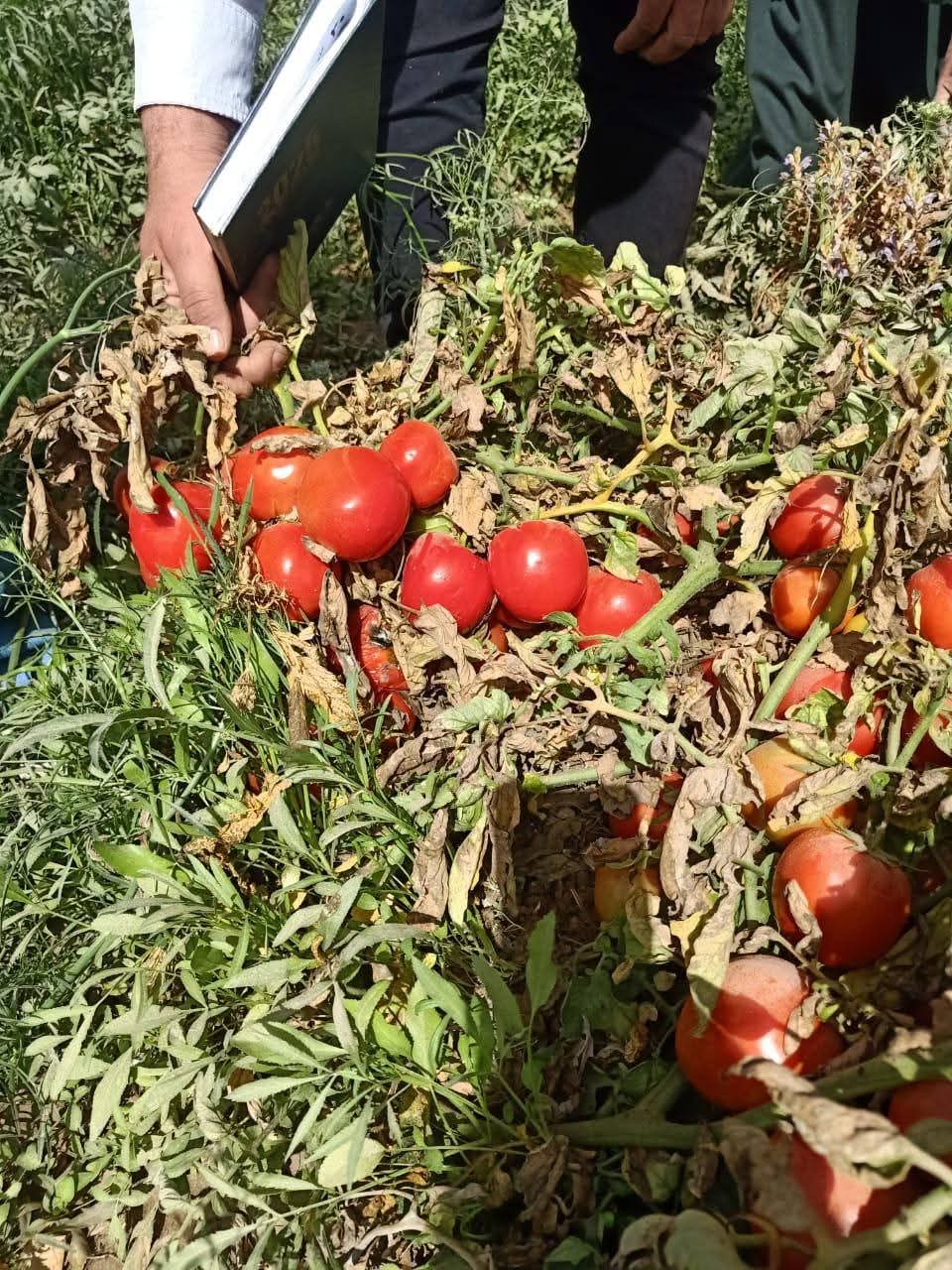 الزراعة تتفقد التجارب والبرامج البحثية بمحطة بحوث شندويل