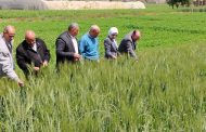 الزراعة تواصل جولاتها الميدانية وتتابع انتظام صرف الأسمدة ببني سويف