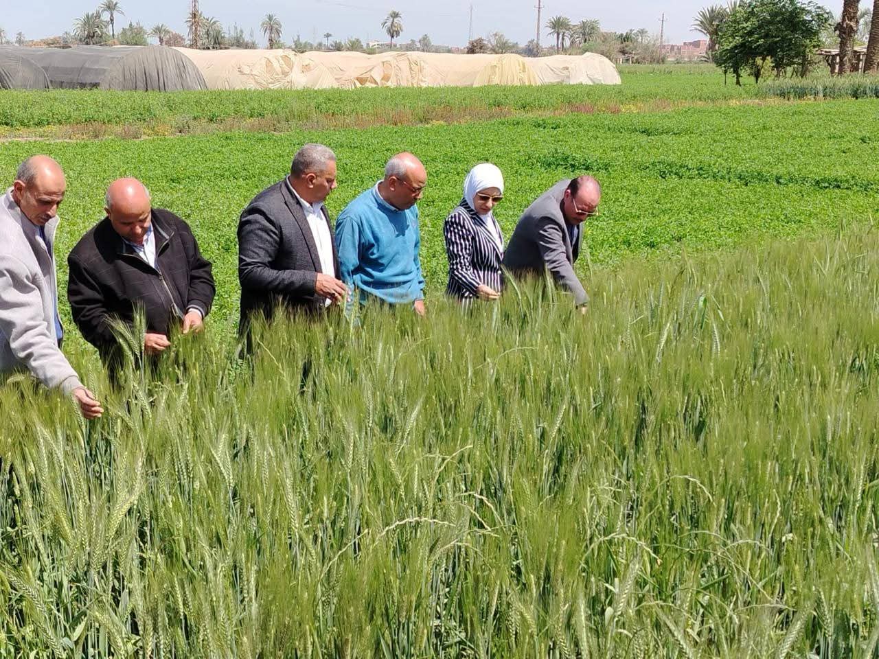 الزراعة تواصل جولاتها الميدانية وتتابع انتظام صرف الأسمدة ببني سويف