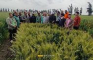 مديريات الزراعة تكثف جهود المتابعة الميدانية لتعزيز الحوكمة ودعم المزارعين