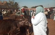 الزراعة: فحص أكثر من 555 ألف طائر و180 ألف رأس ماشية