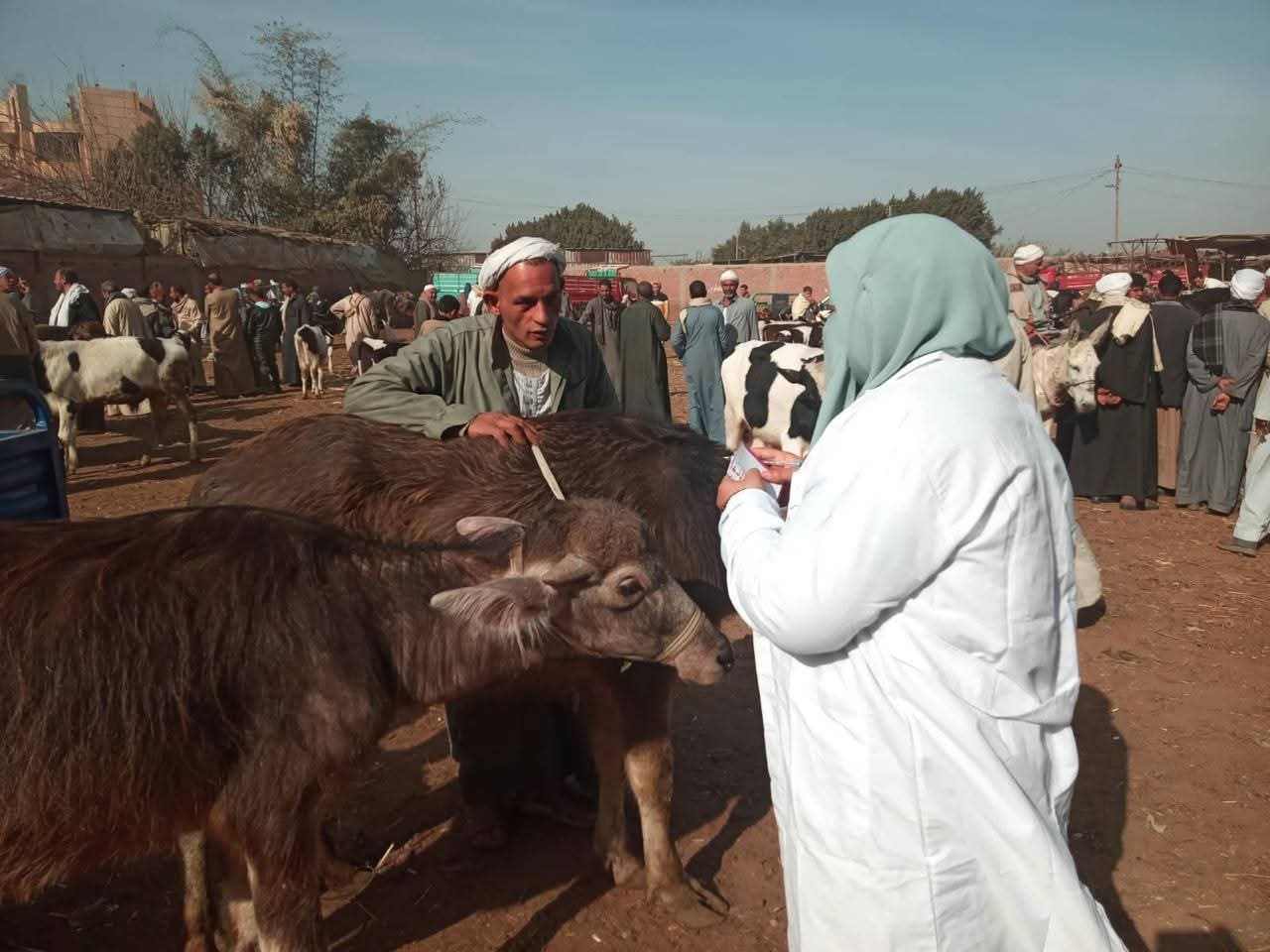 الزراعة: فحص أكثر من 555 ألف طائر و180 ألف رأس ماشية
