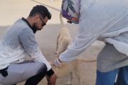 الطب البيطري يتابع حملاته المكثفة لتحصين الكلاب الحرة ضد مرض السعار