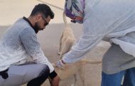 الطب البيطري يتابع حملاته المكثفة لتحصين الكلاب الحرة ضد مرض السعار