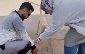 الطب البيطري يتابع حملاته المكثفة لتحصين الكلاب الحرة ضد مرض السعار