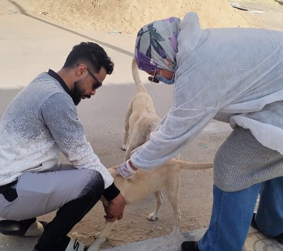 الطب البيطري يتابع حملاته المكثفة لتحصين الكلاب الحرة ضد مرض السعار